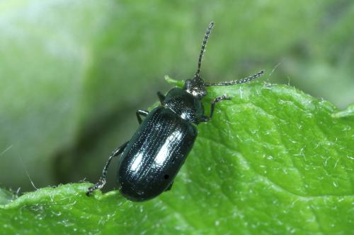 Phratora sp.